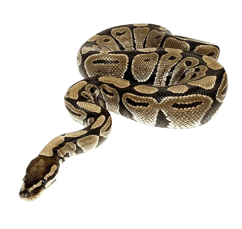 anaconda Amazon rainforest, exotic wildlife, thick jungle png